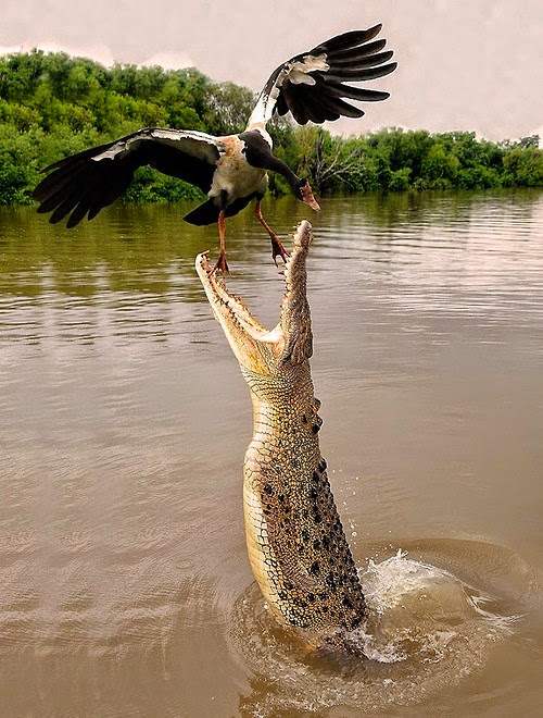 Crocodile Breeding Center
