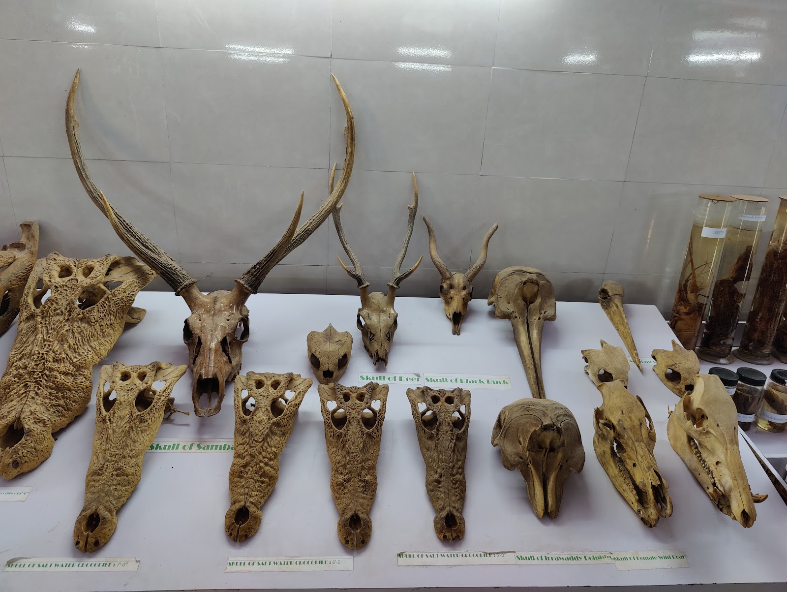 Saltwater Crocodile Sanctuary