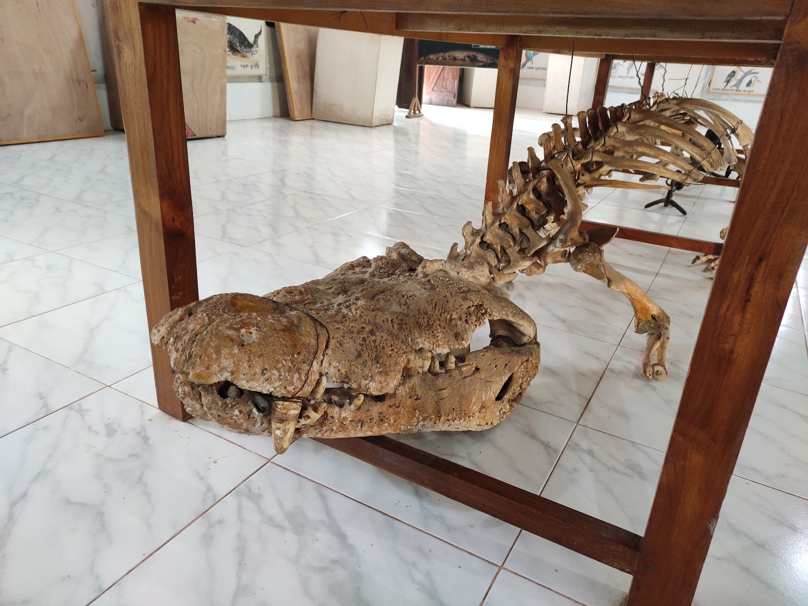 Saltwater Crocodile Spotting