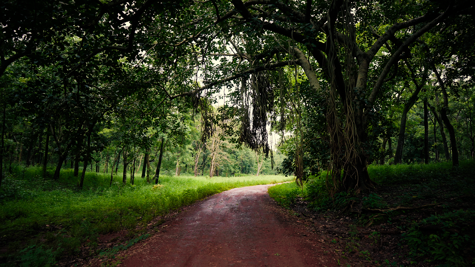 Bhoramdeo Wildlife Sanctuary