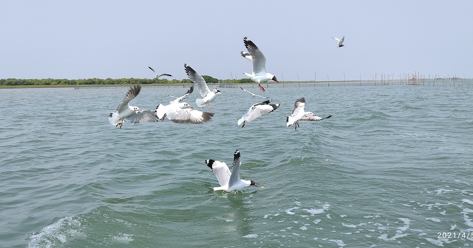 Chilika Lake