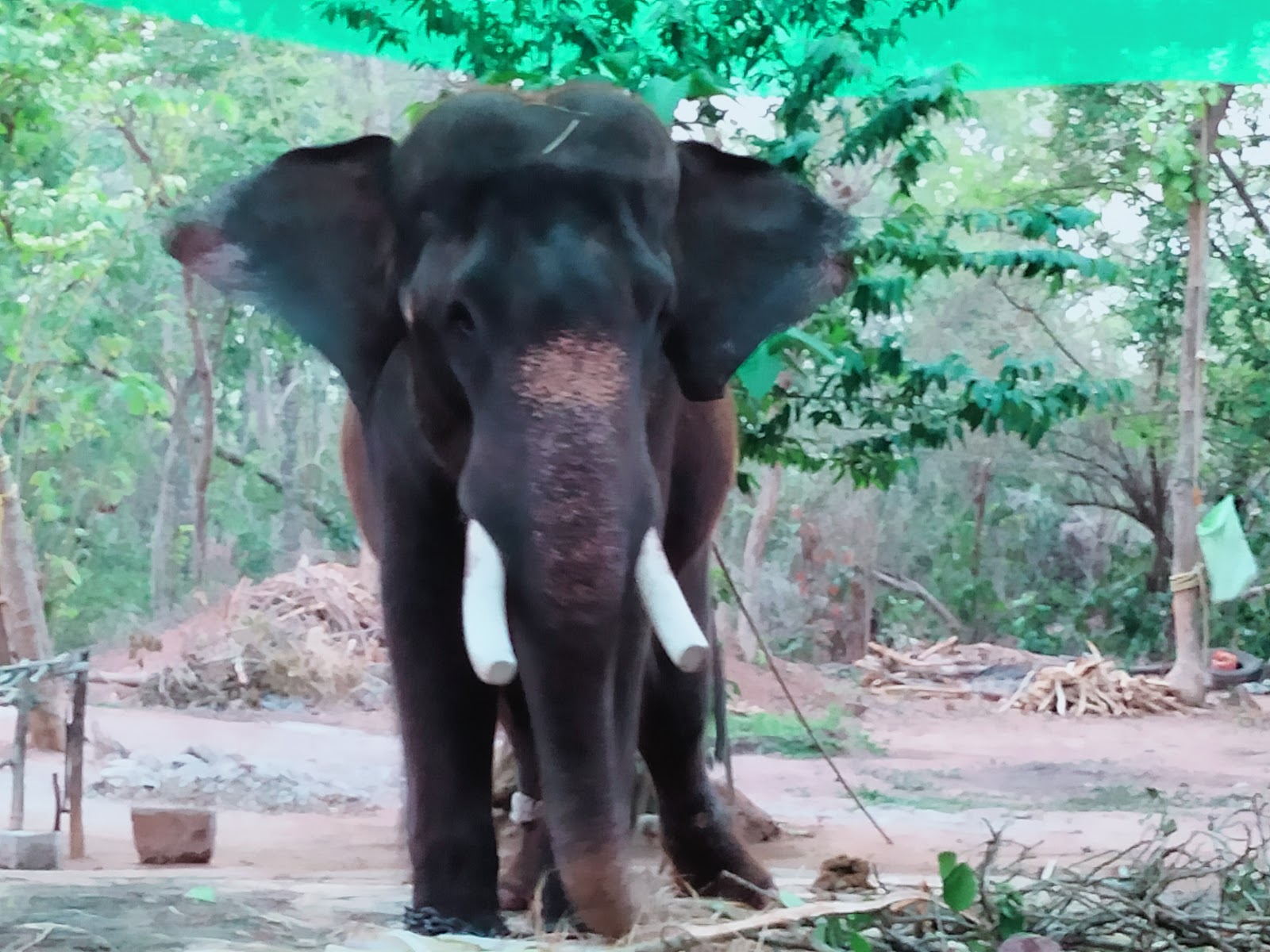 Chandaka-Dampada Wildlife Sanctuary