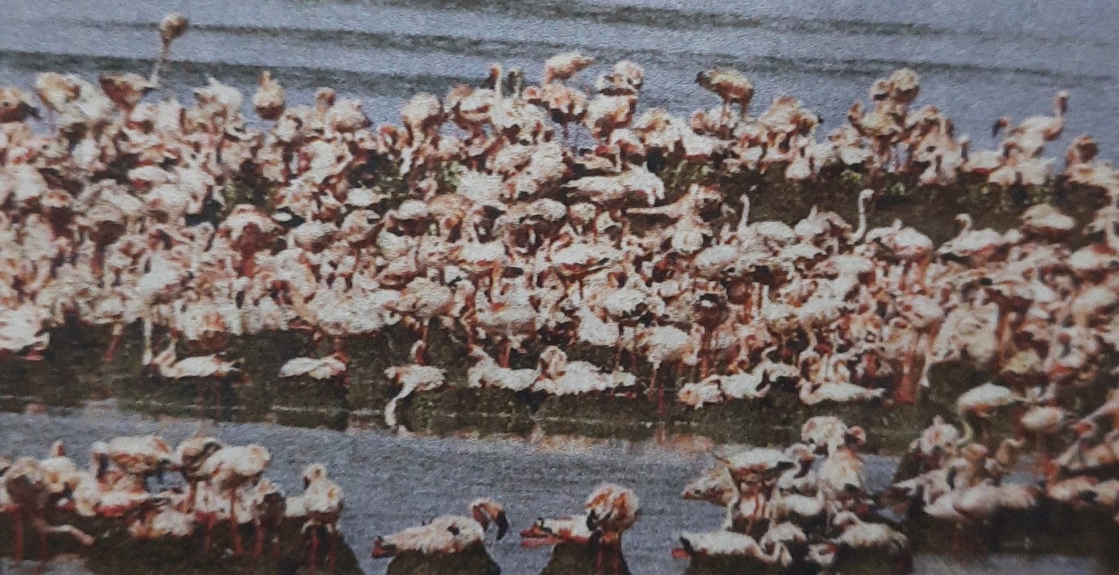 Kutch Desert Wildlife Sanctuary