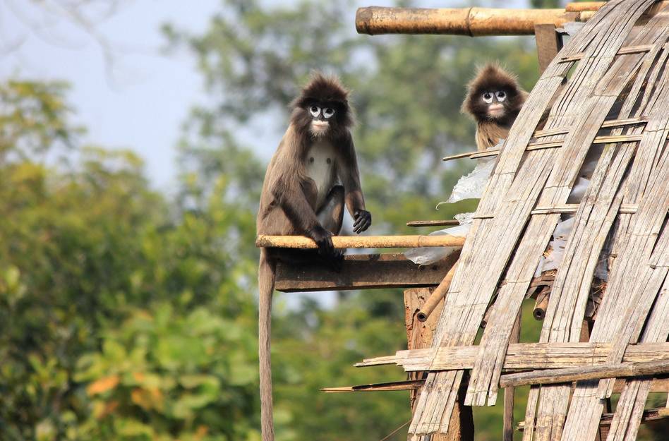 Sepahijala Wildlife Sanctuary