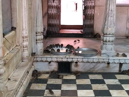 Karni Mata Temple