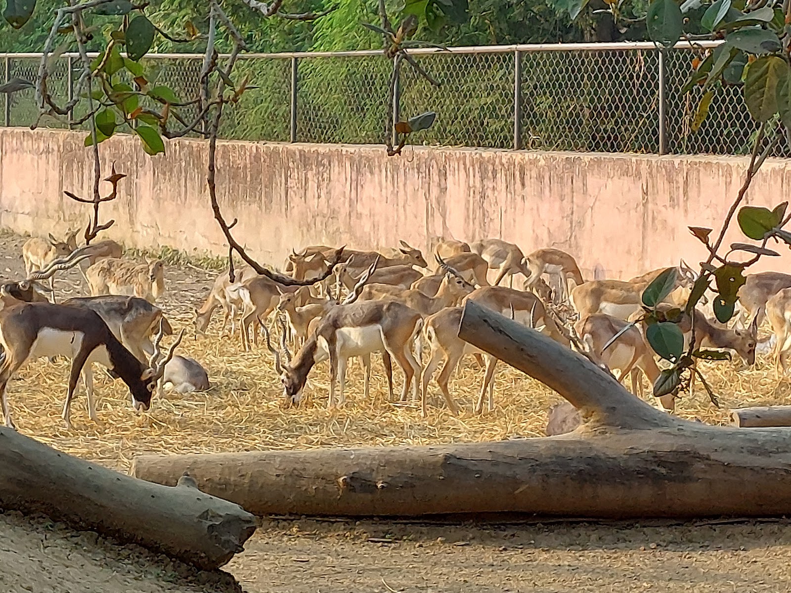 Kanan Pendari Zoo