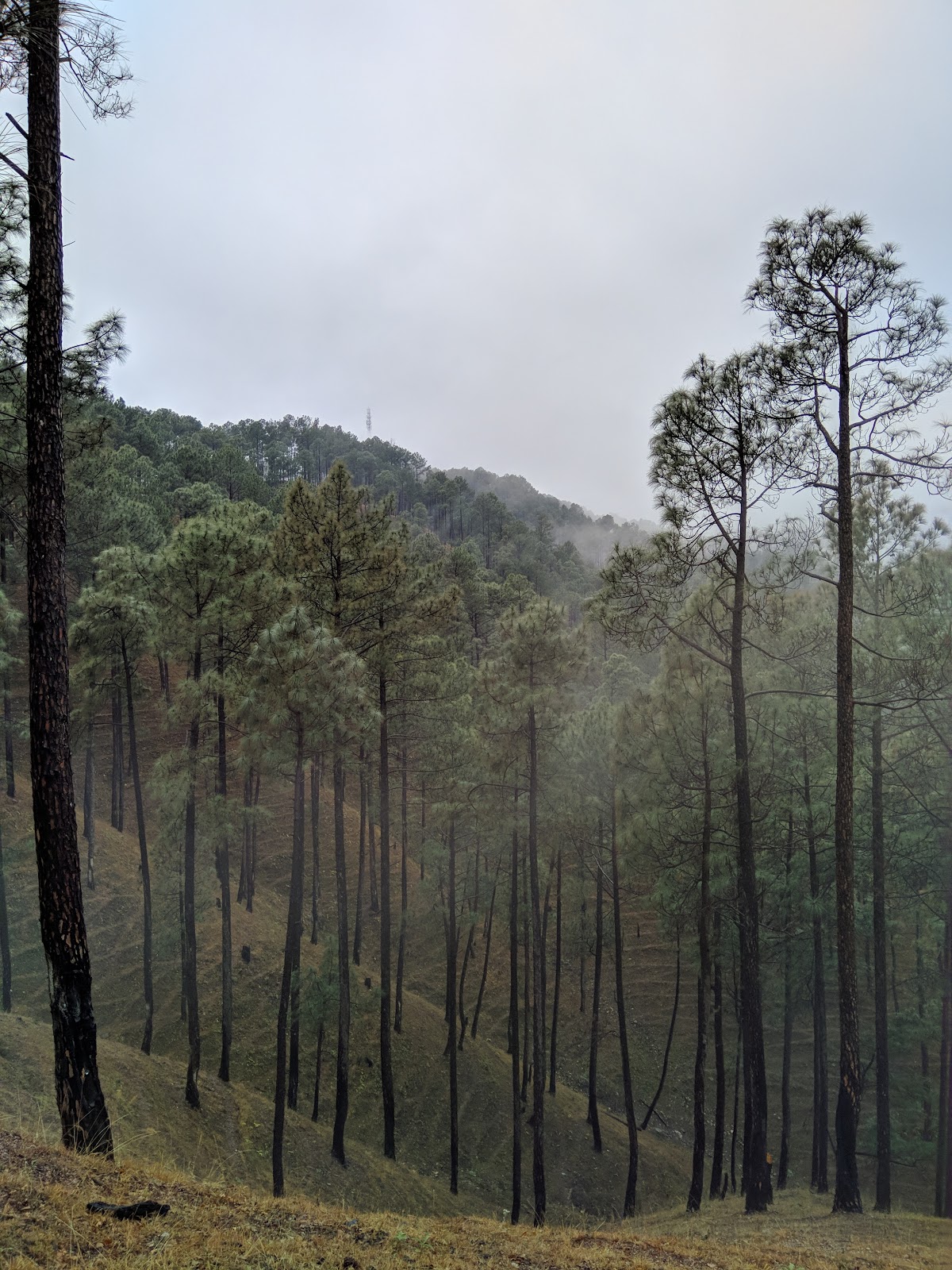 Binsar Wildlife Sanctuary