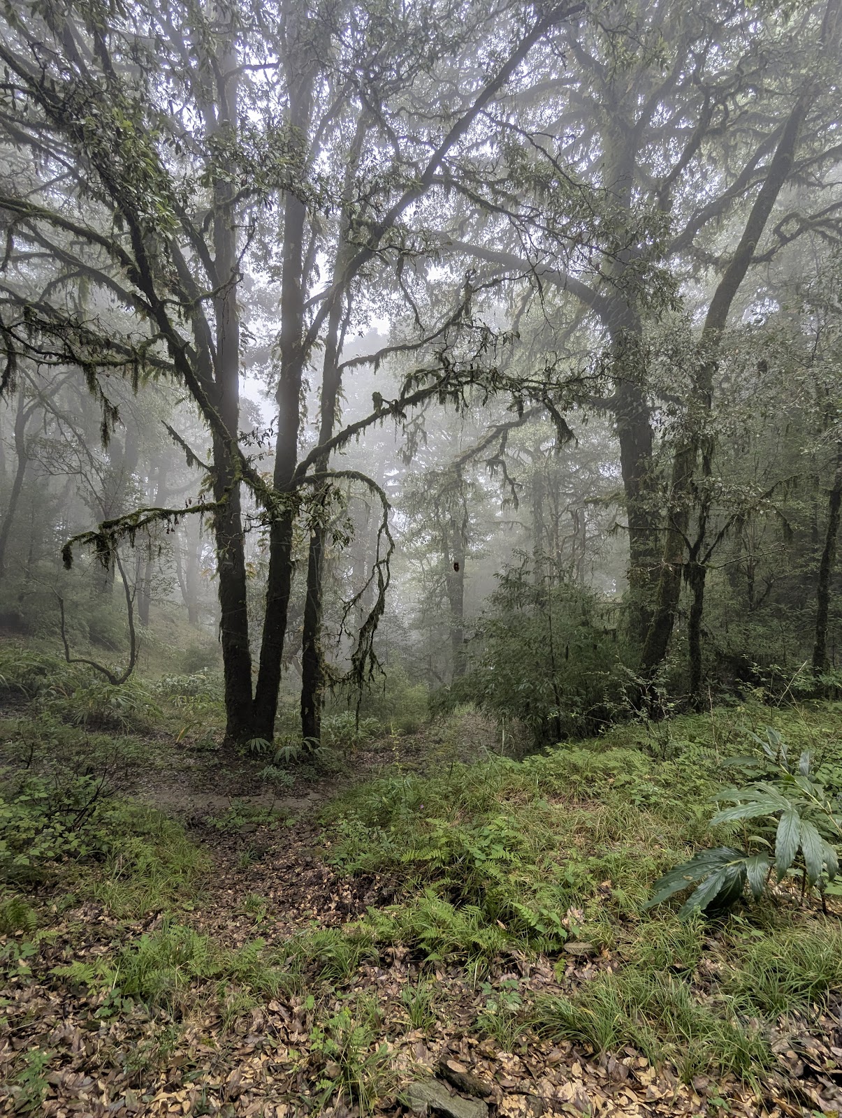 Binsar Wildlife Sanctuary