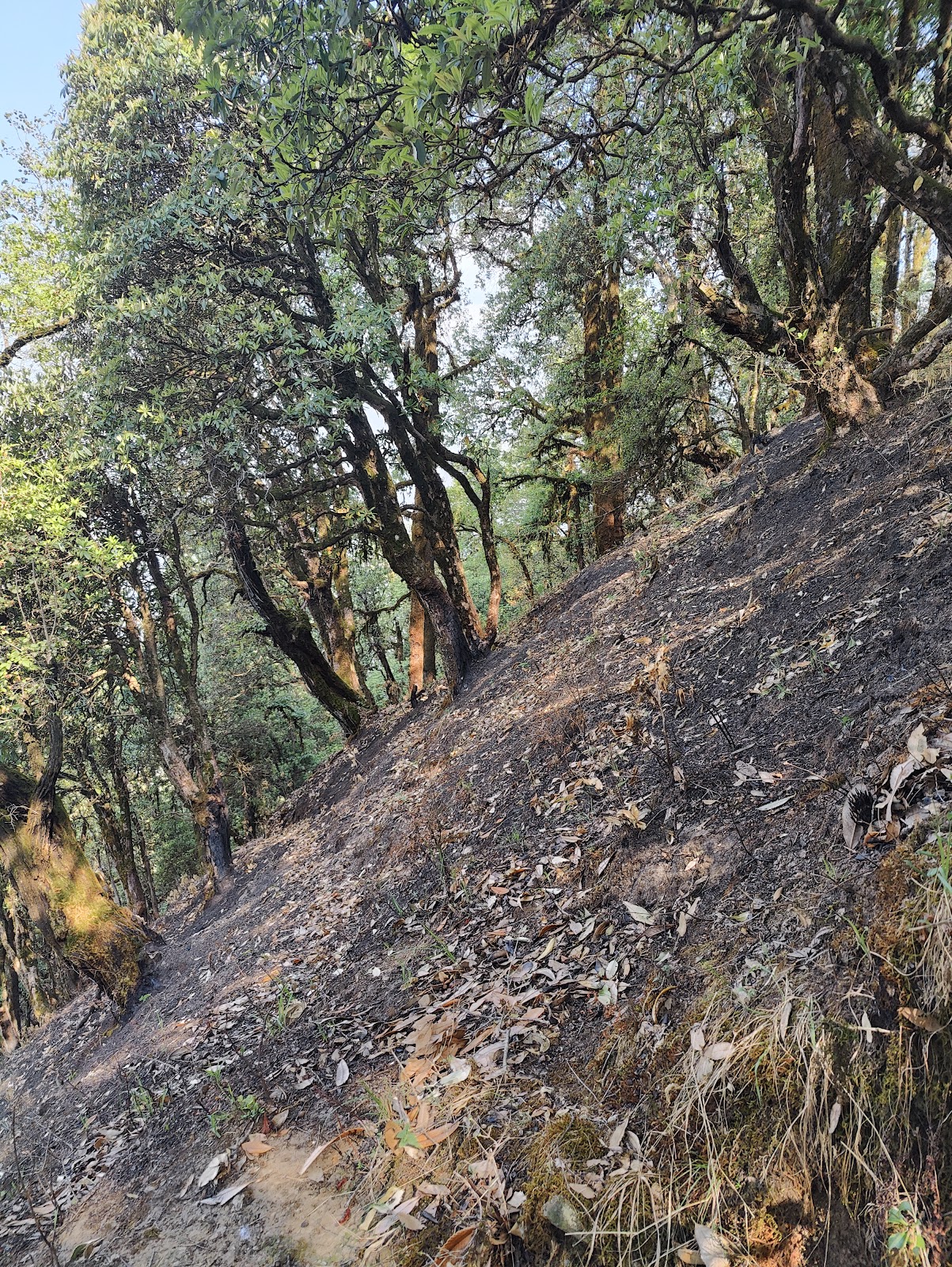 Binsar Wildlife Sanctuary