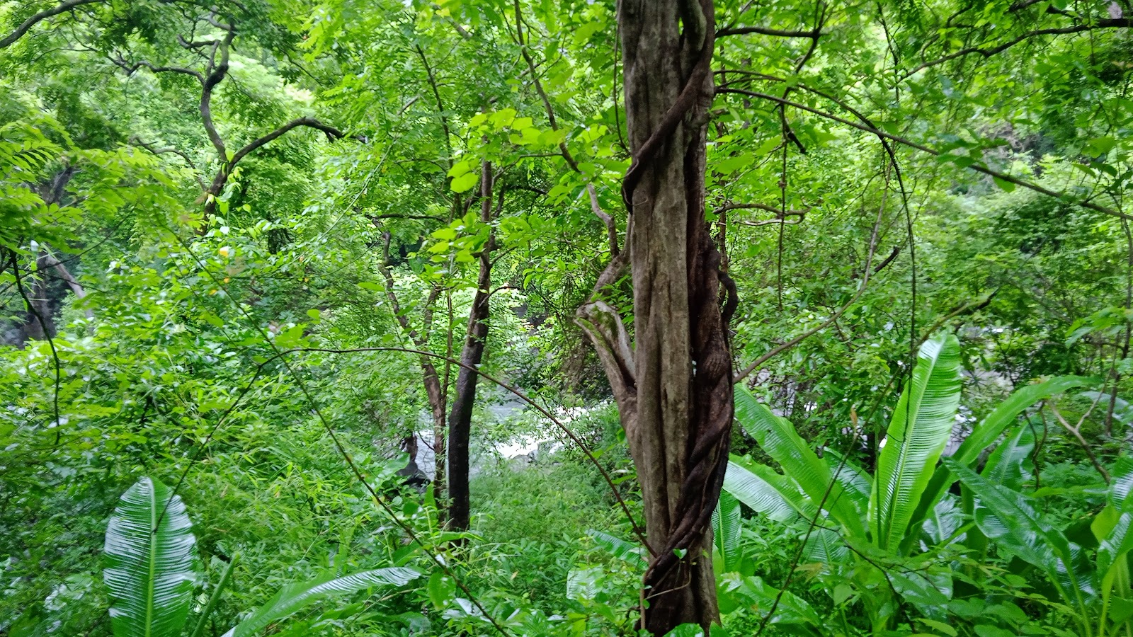 Tungareshwar Wildlife Sanctuary