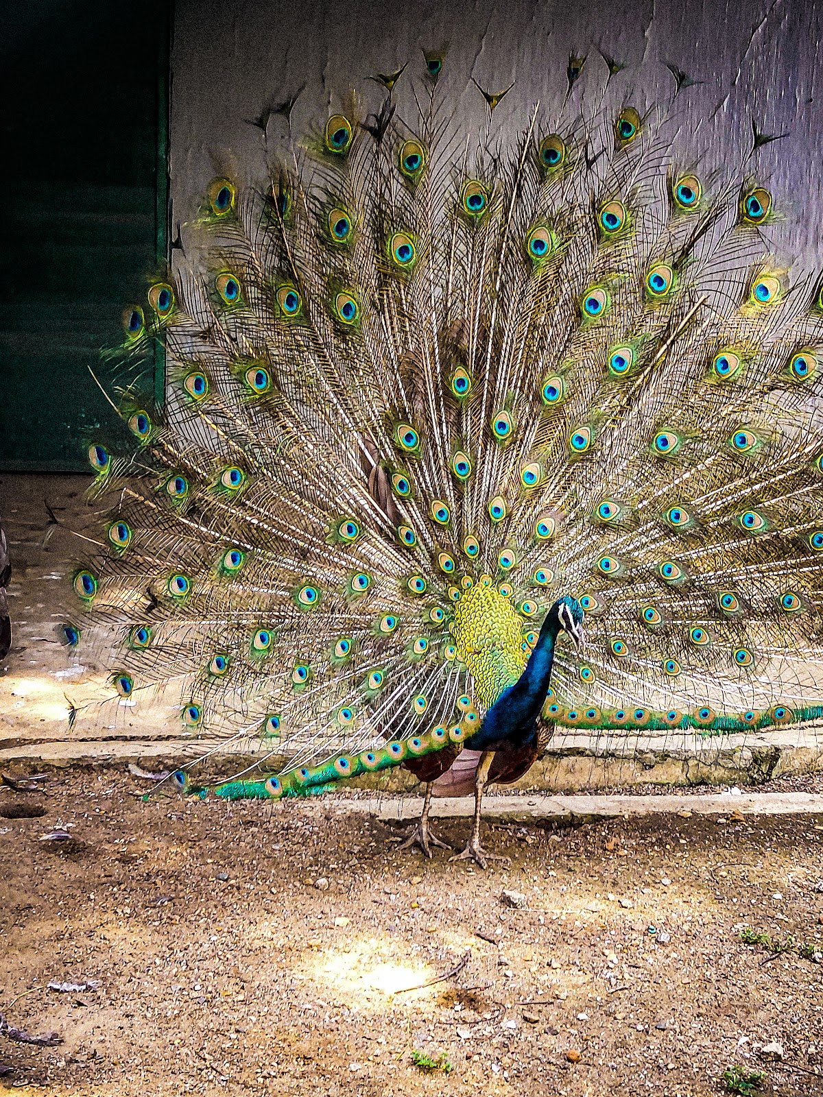 Jawaharlal Nehru Biological Park
