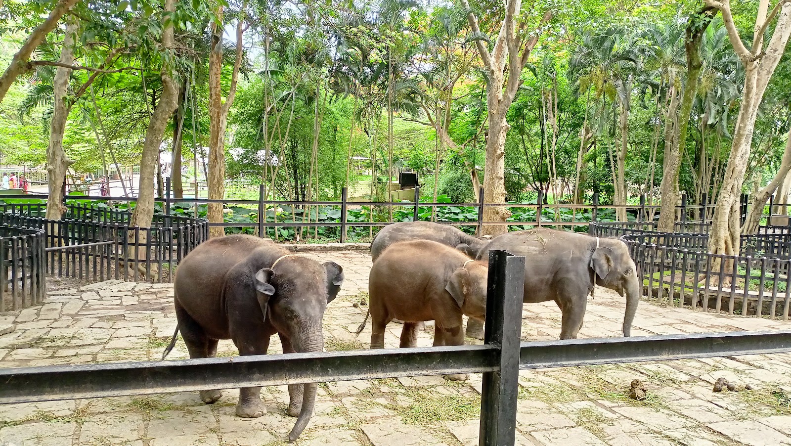 Bannerghatta National Park