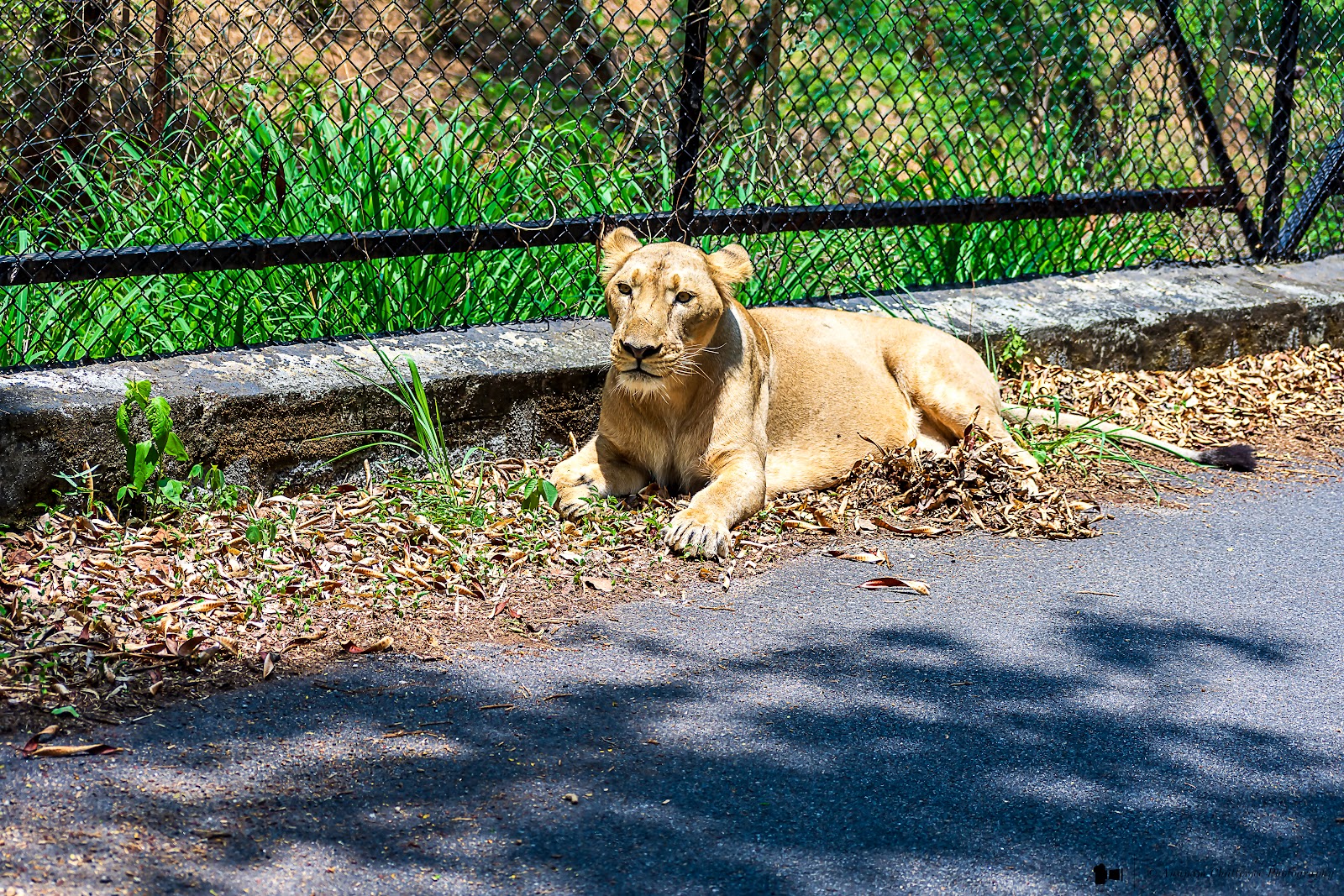 Bannerghatta National Park