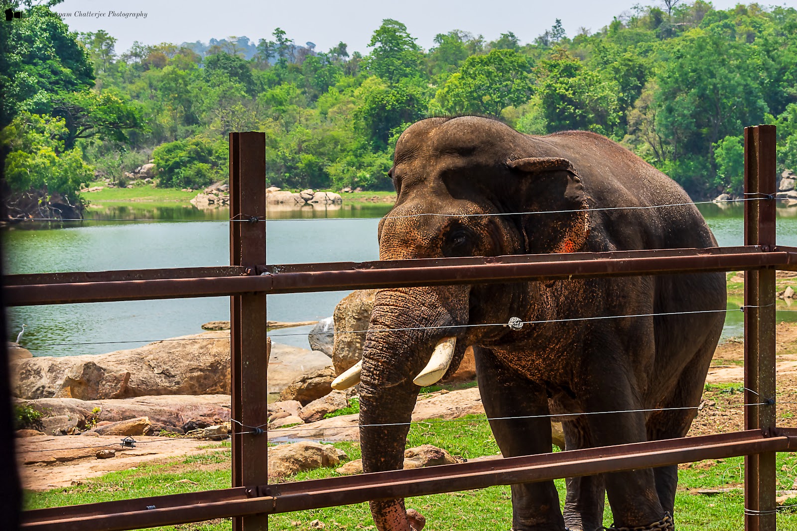 Bannerghatta National Park