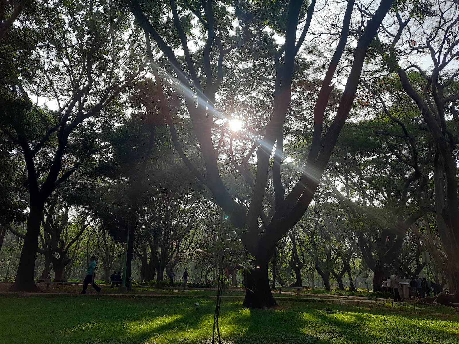 Cubbon Park