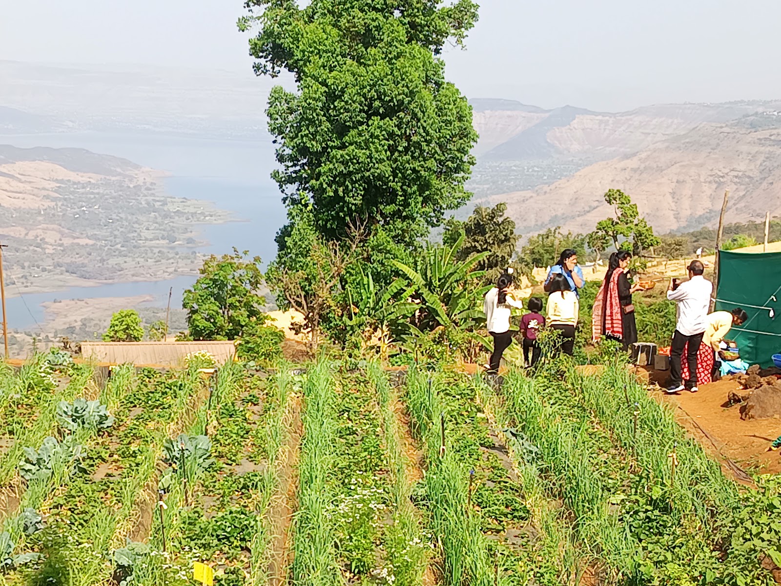 Borgaon Fruit Orchards