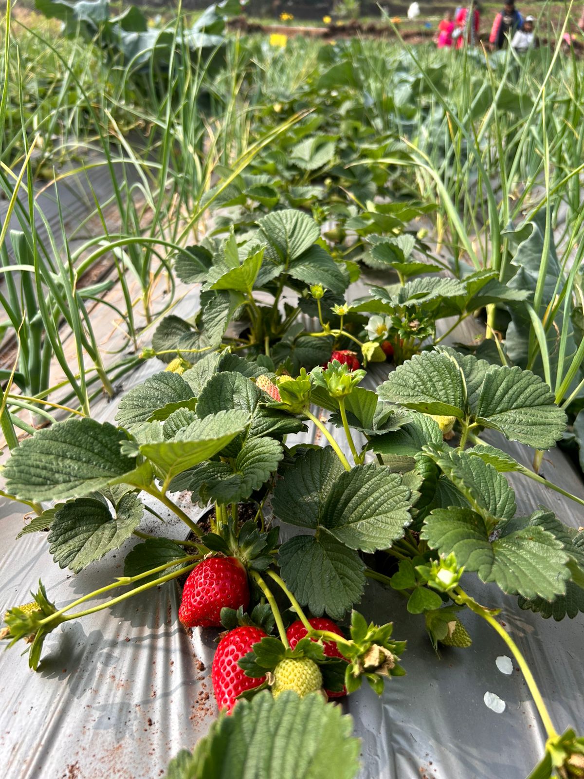 Borgaon Fruit Orchards