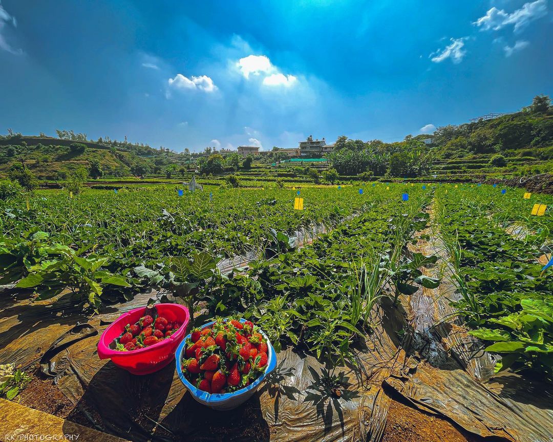 Borgaon Fruit Orchards