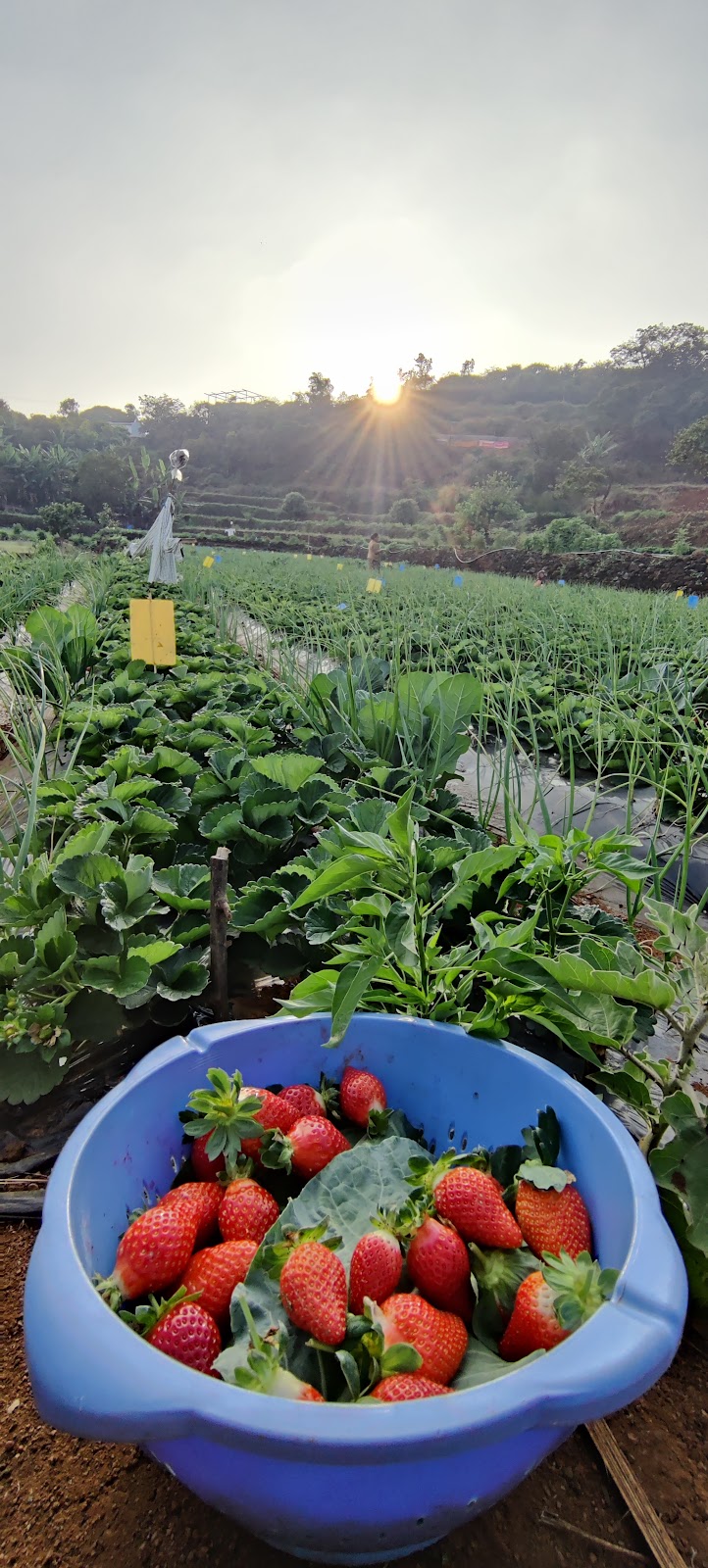 Borgaon Fruit Orchards