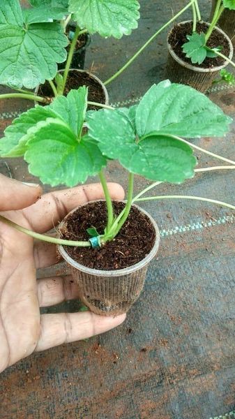 Borgaon Fruit Orchards