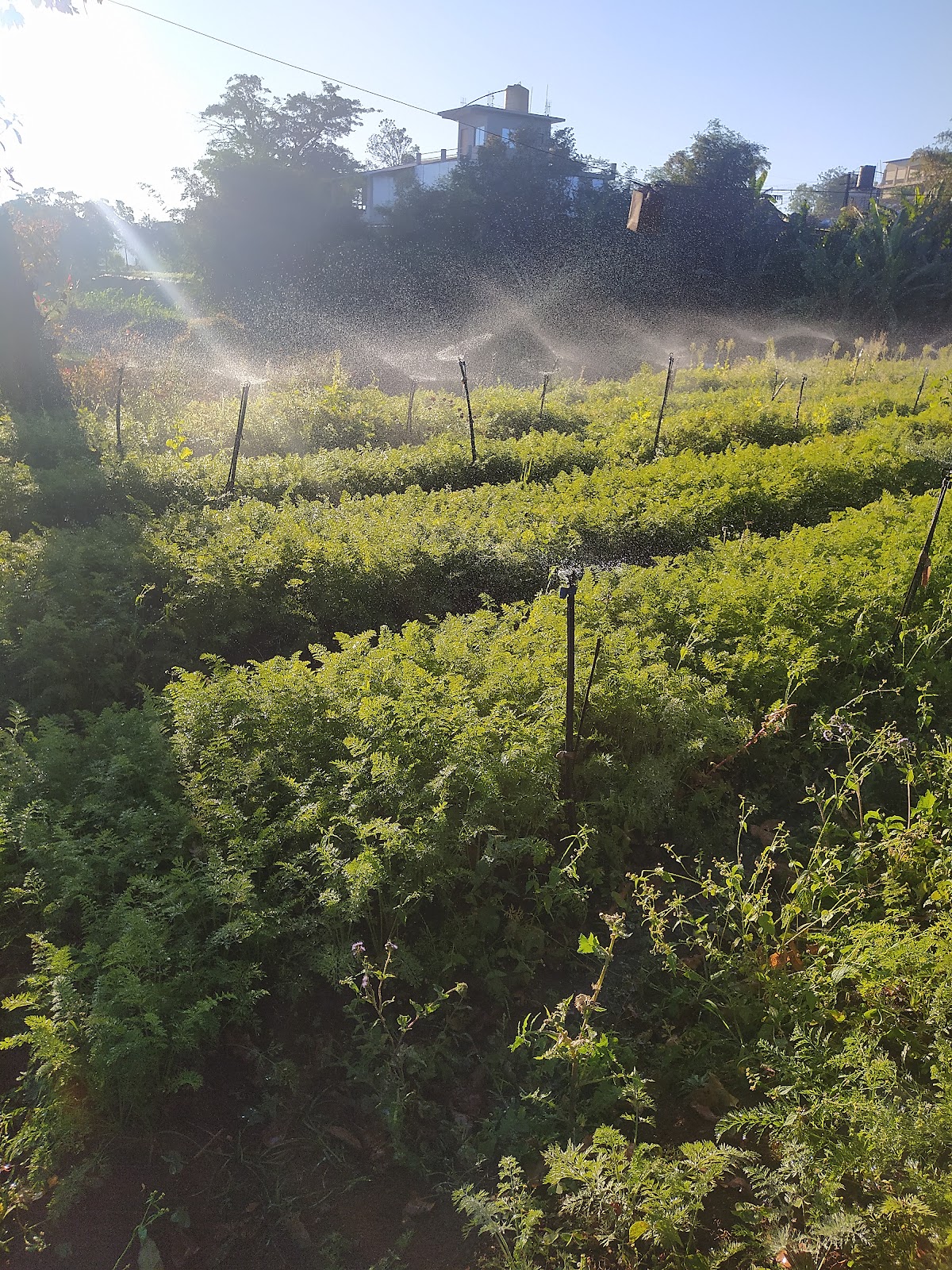Borgaon Fruit Orchards