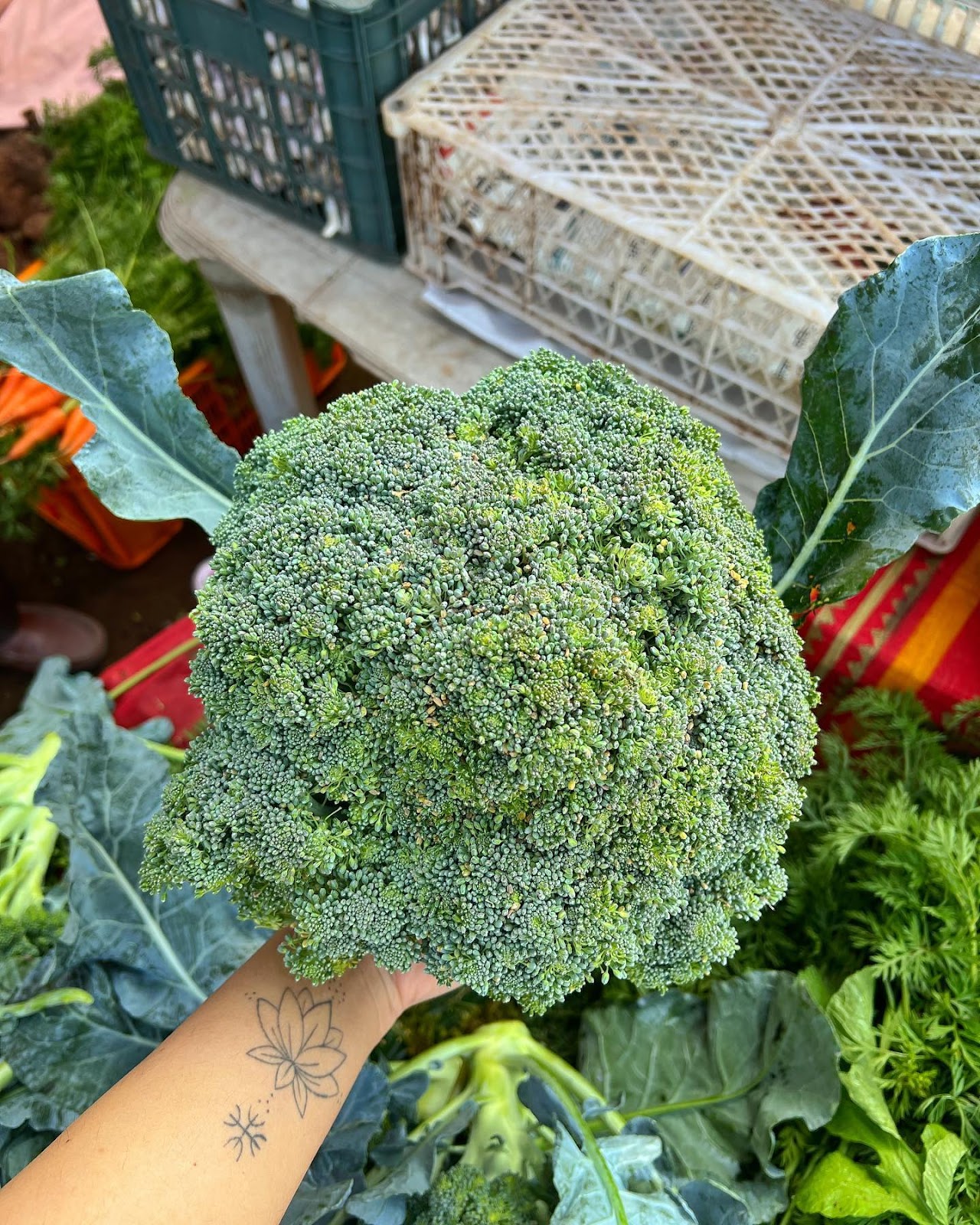 Borgaon Fruit Orchards