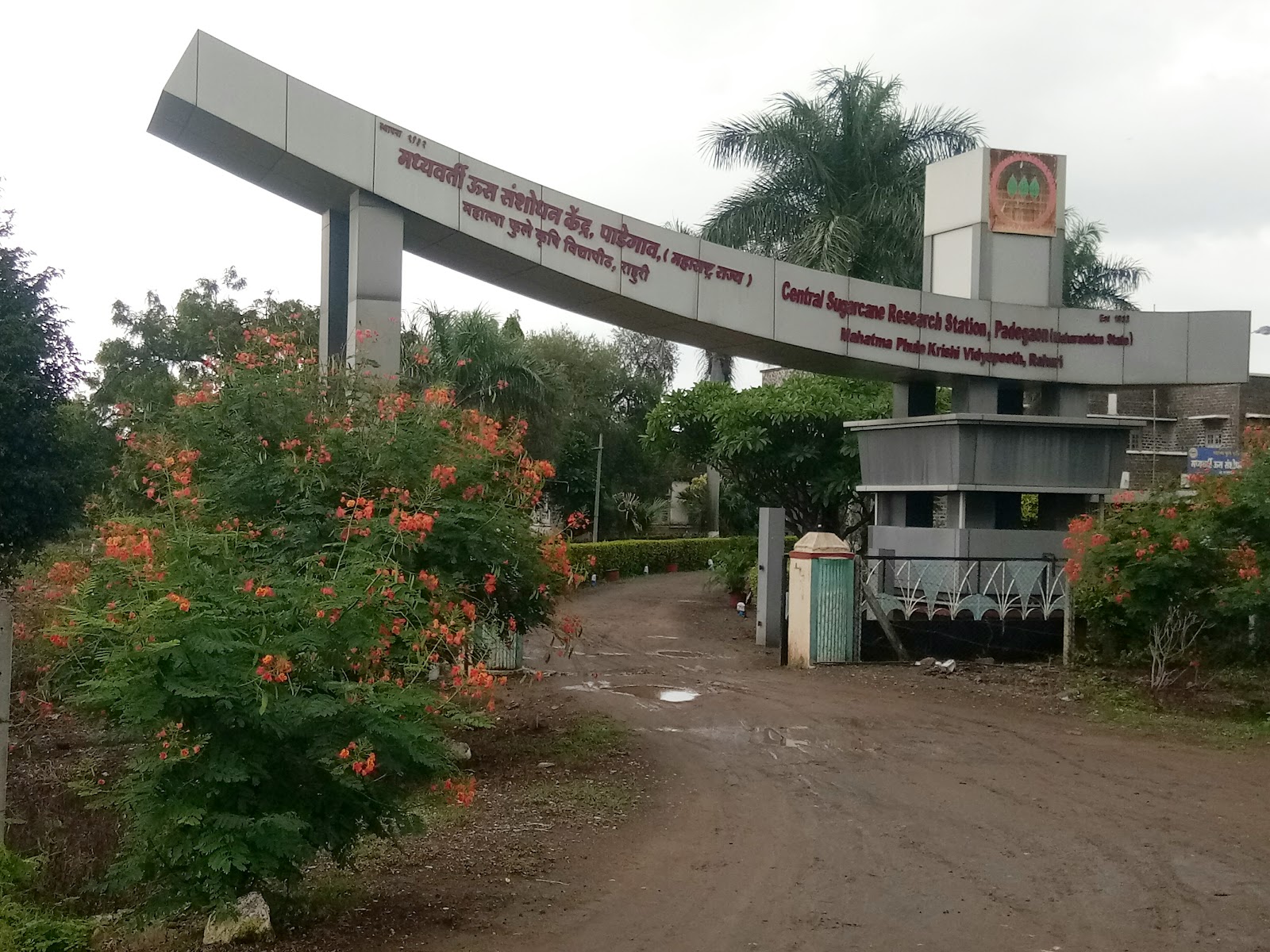 Sugarcane Fields Viewpoint