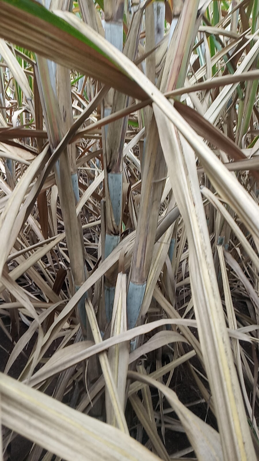 Sugarcane Fields Viewpoint