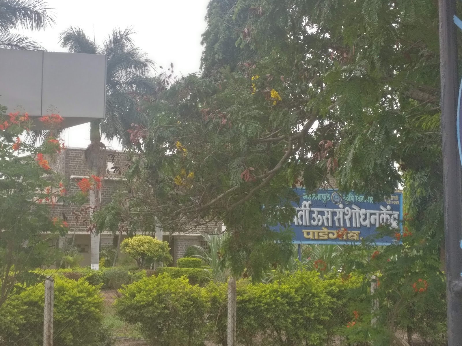 Sugarcane Fields Viewpoint