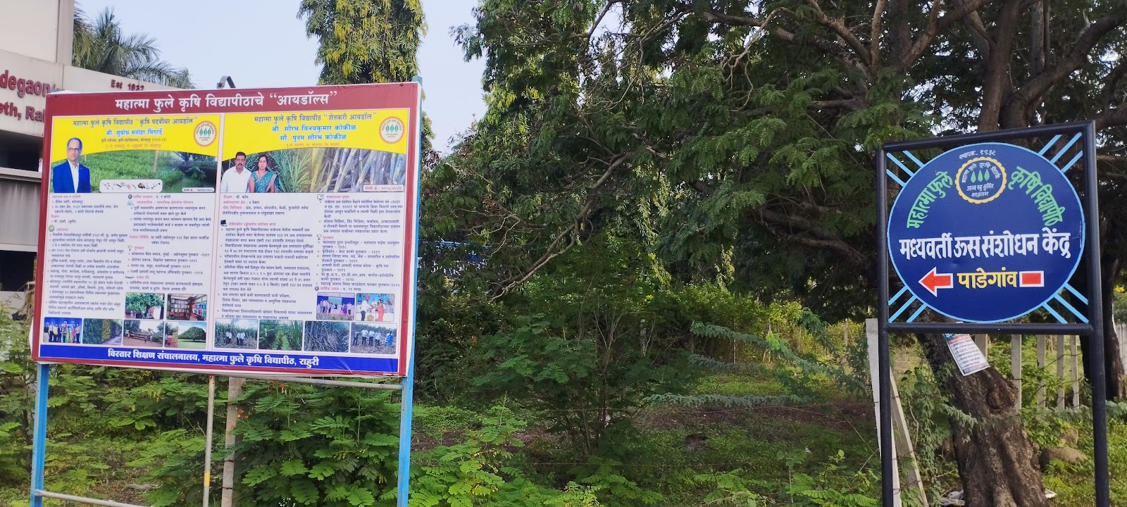 Sugarcane Fields Viewpoint