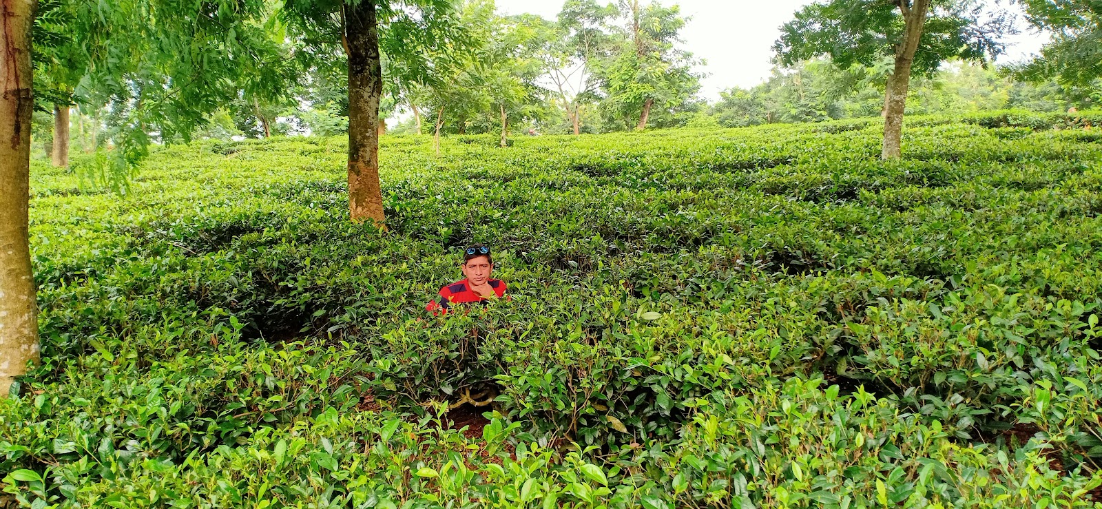 Tea Gardens