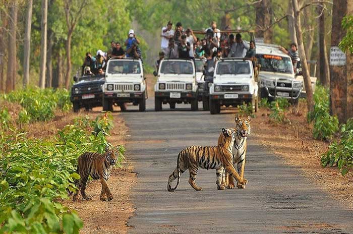 Ranthambore National Park