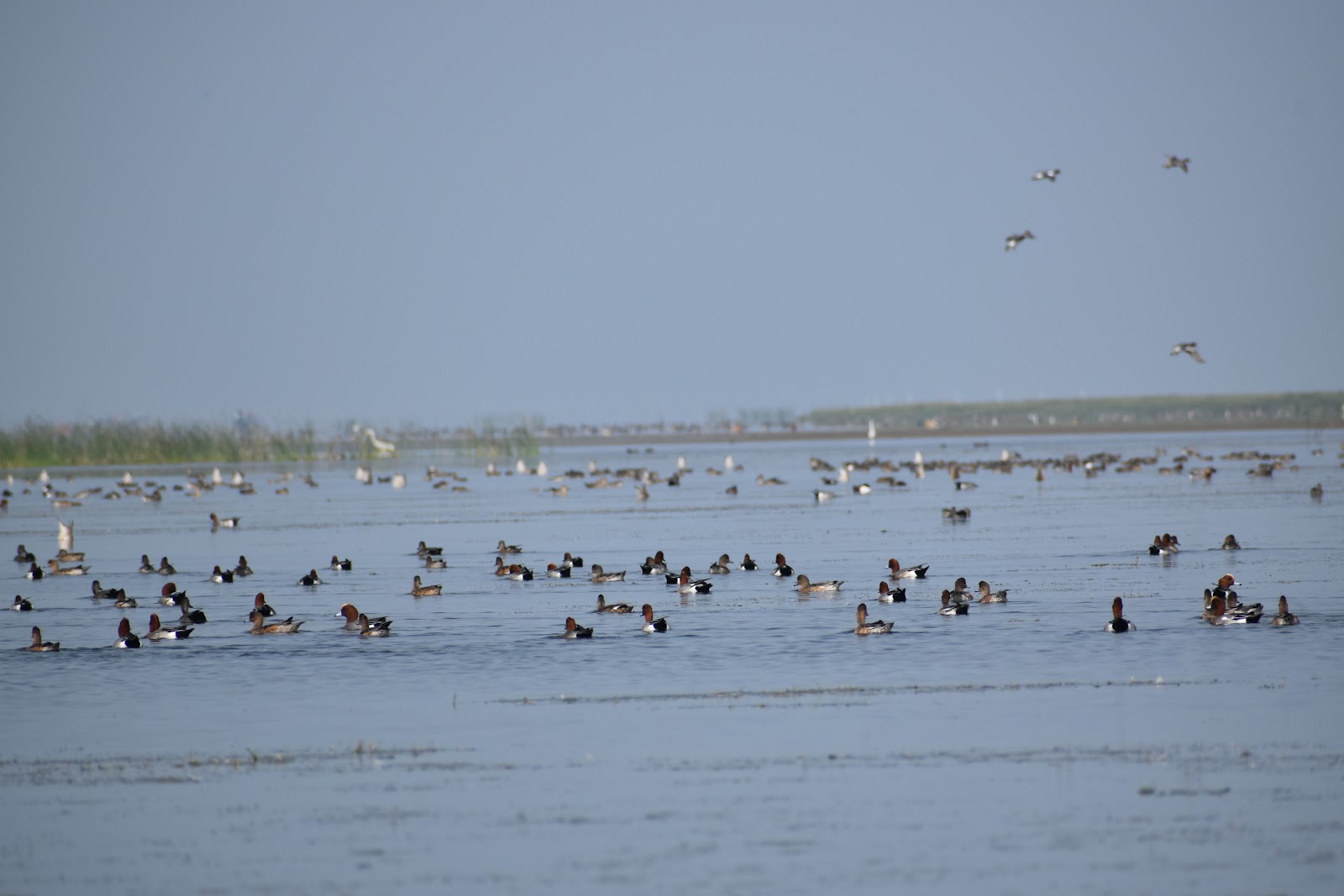 Bird Sanctuary at Nalabana Island