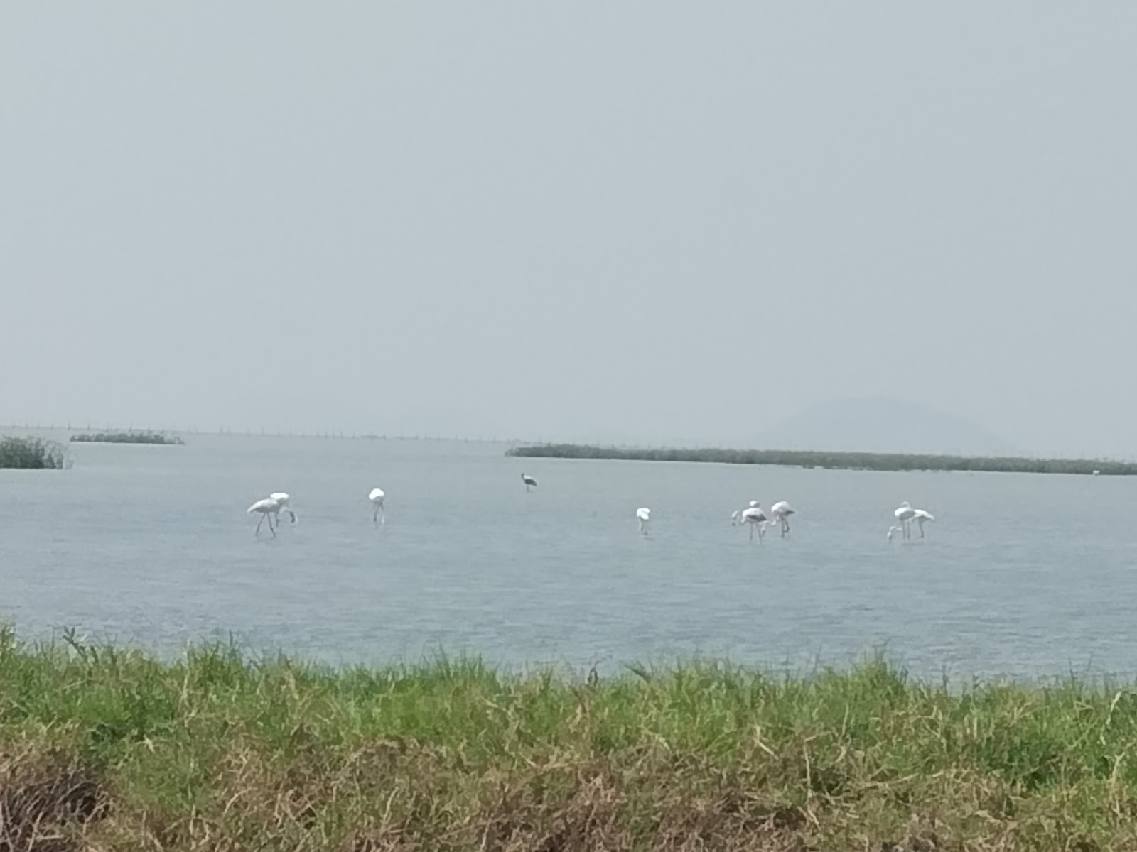 Bird Sanctuary at Nalabana Island