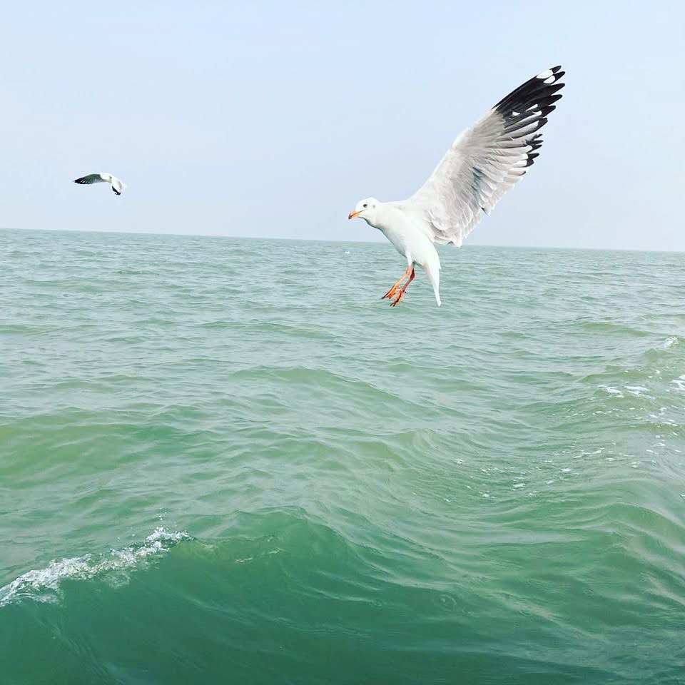 Bird Sanctuary at Nalabana Island