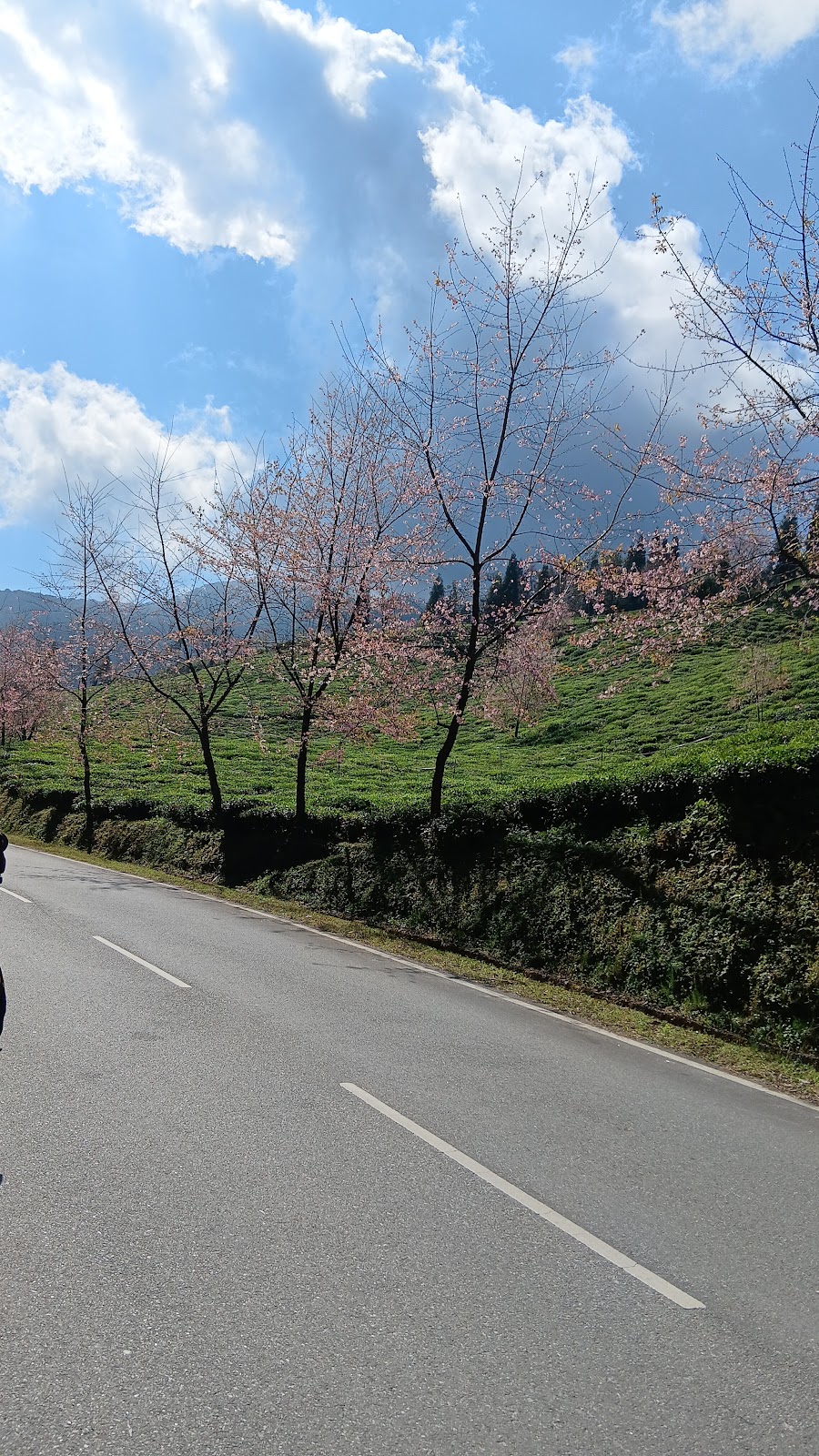 Local Tea Garden Walk