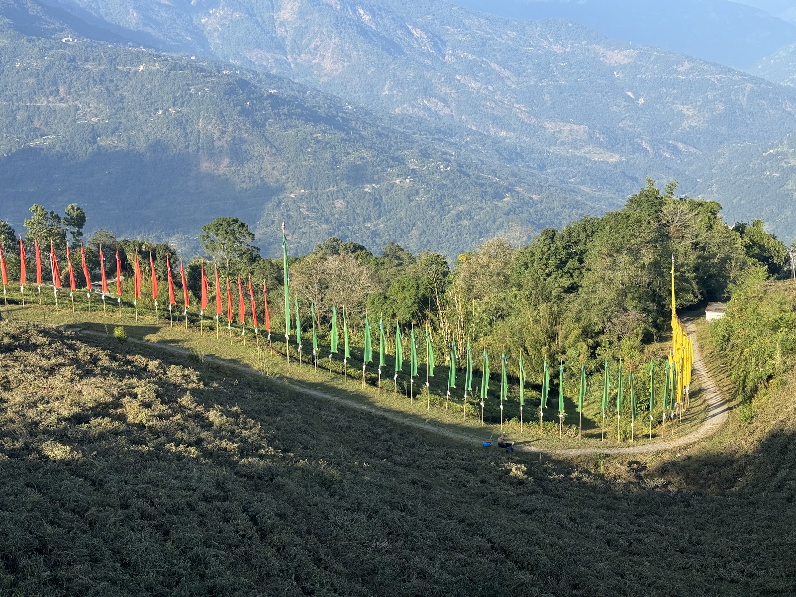 Local Tea Garden Walk