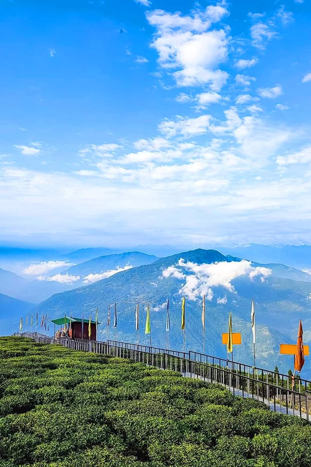 Local Tea Garden Walk