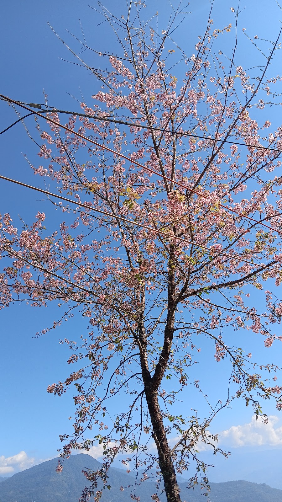 Local Tea Garden Walk