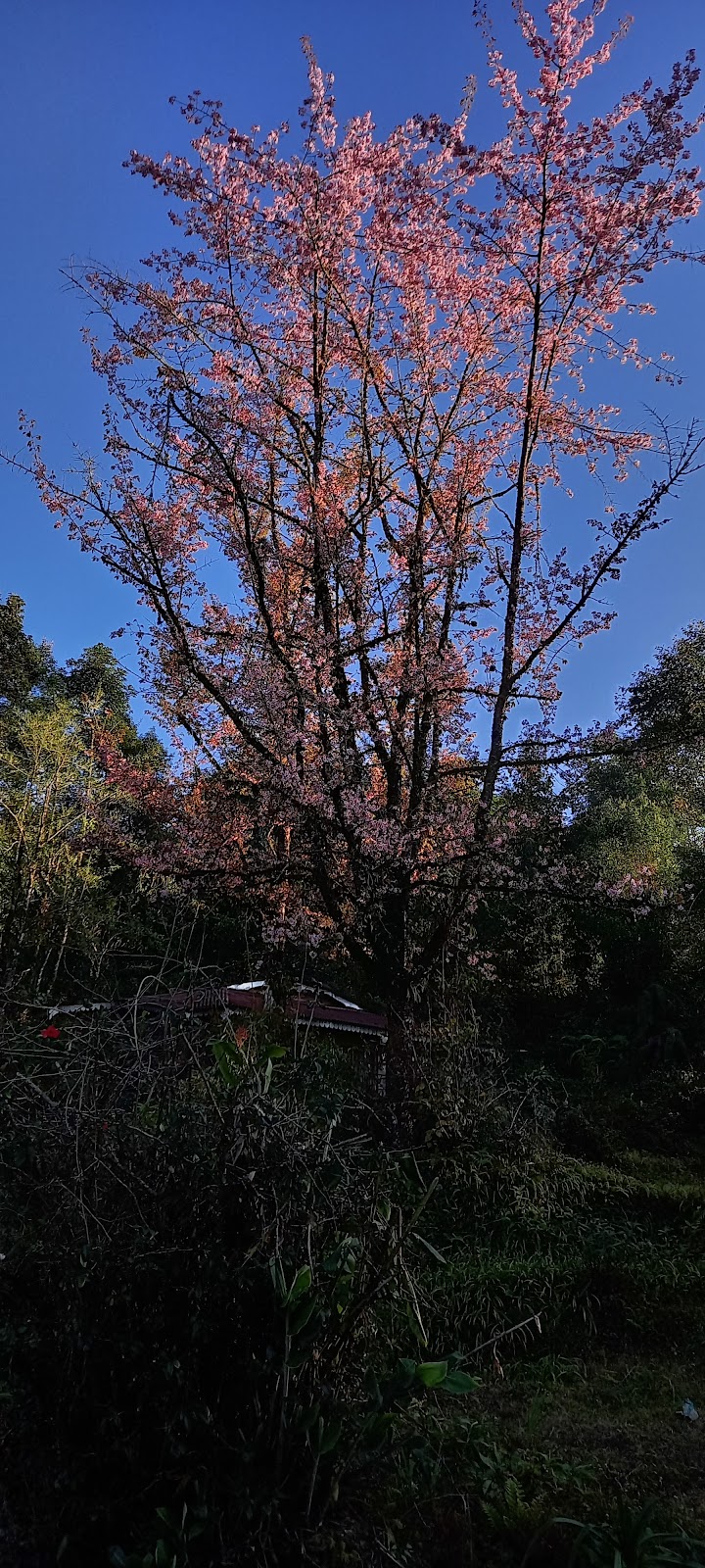 Local Tea Garden Walk