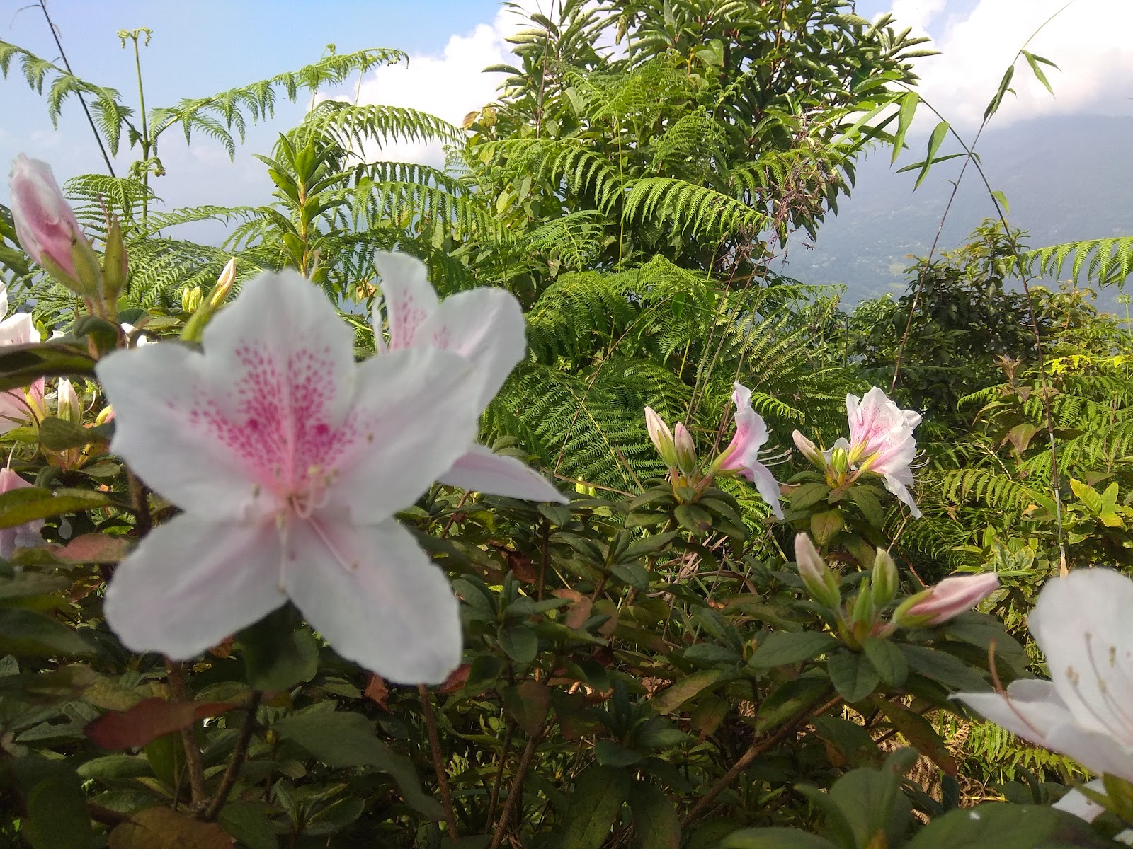 Mankhim Sacred Grove