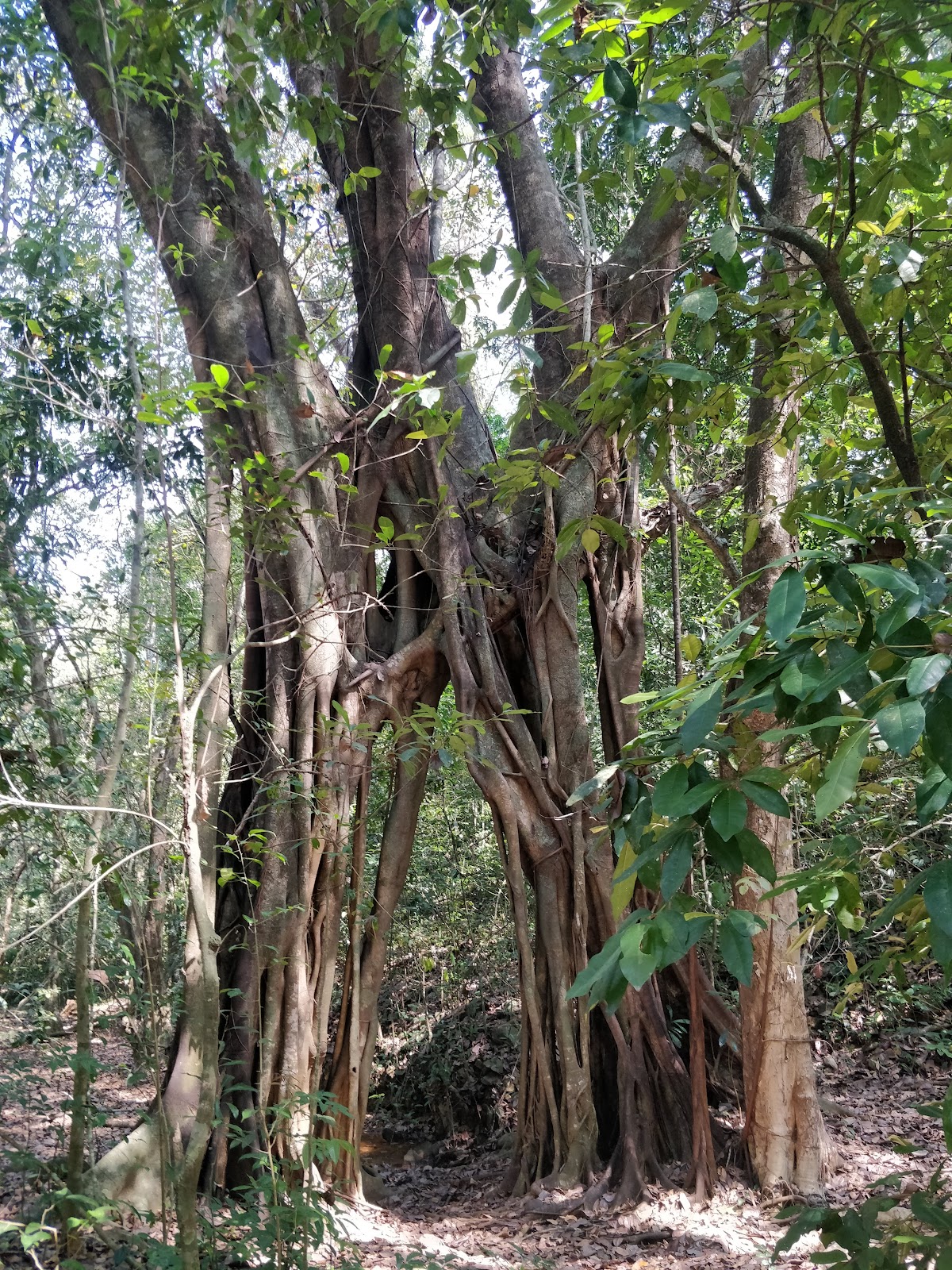 Cotigao Wildlife Sanctuary