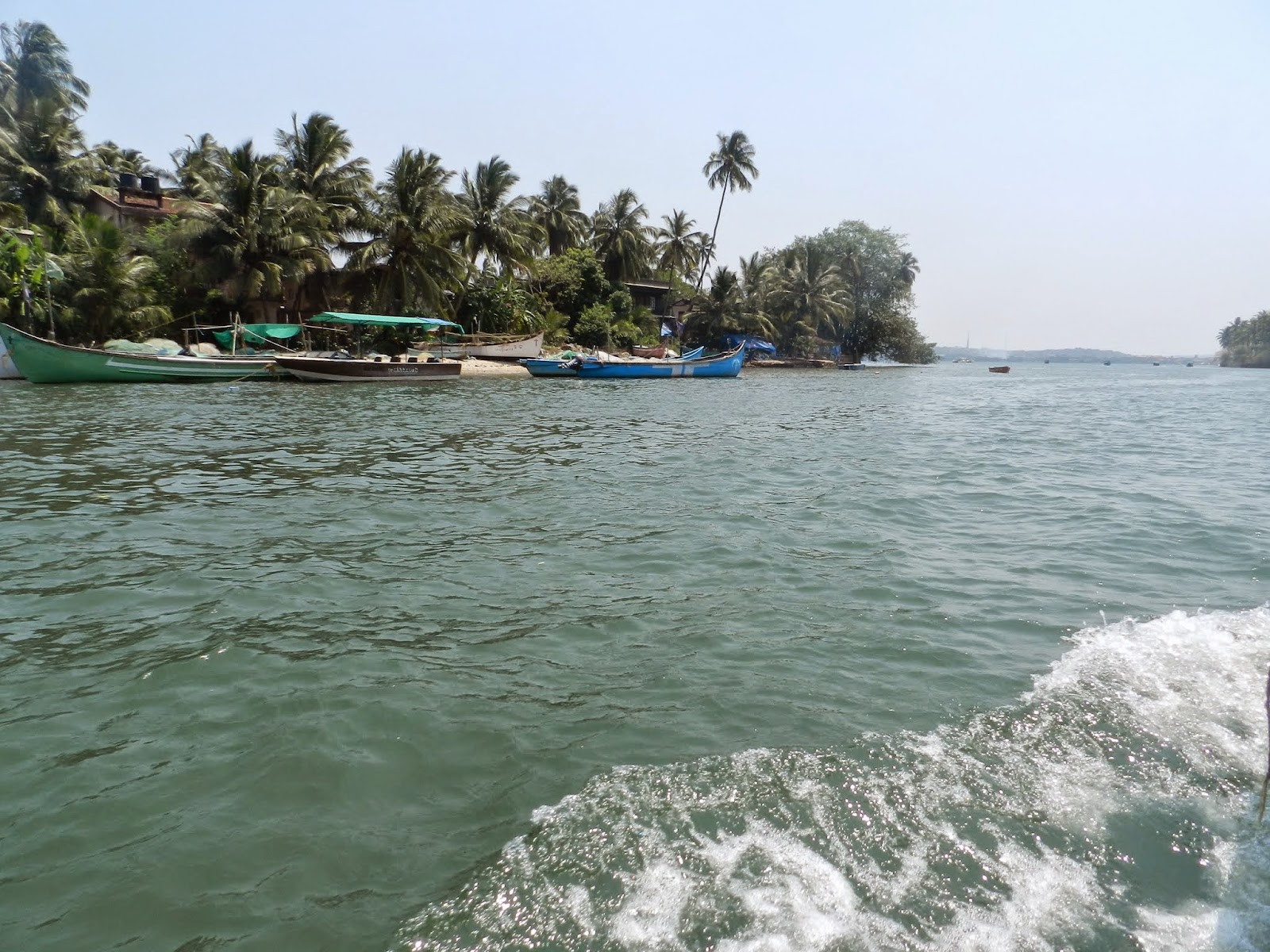 Dolphin Watching Tour