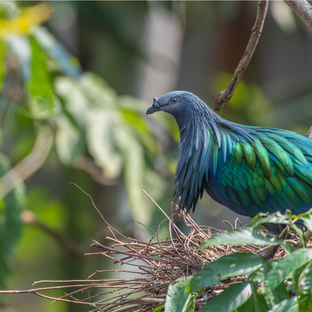 Campbell Bay National Park