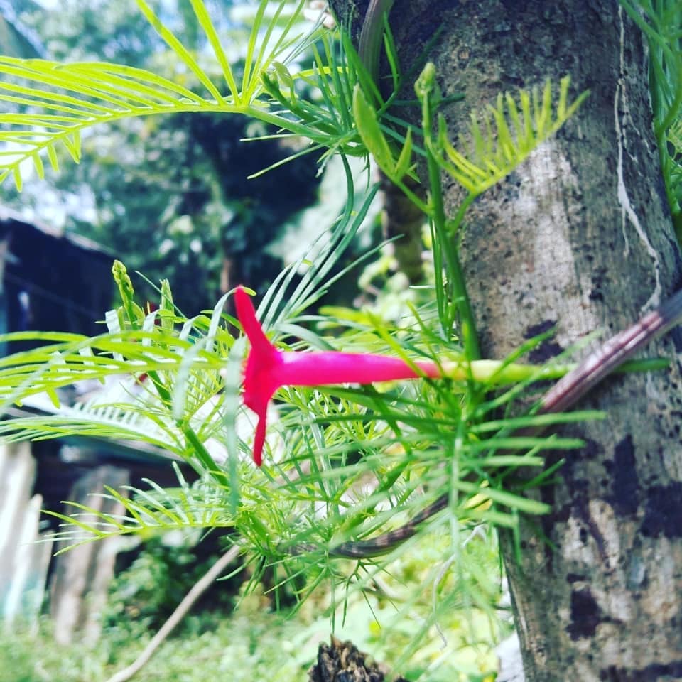 Campbell Bay National Park