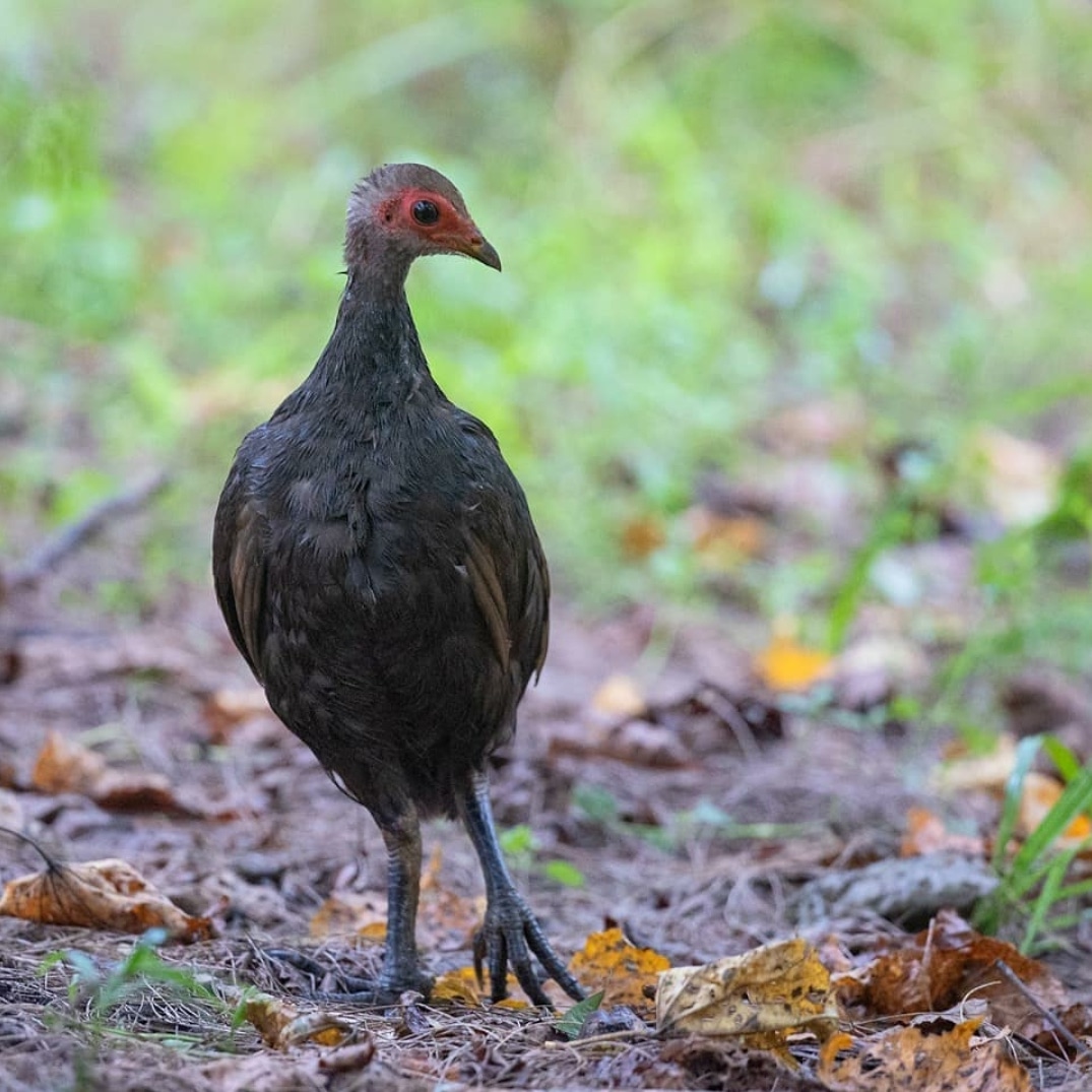 Beachcombing at Galathea Point