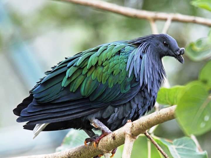 Great Nicobar Biosphere Reserve