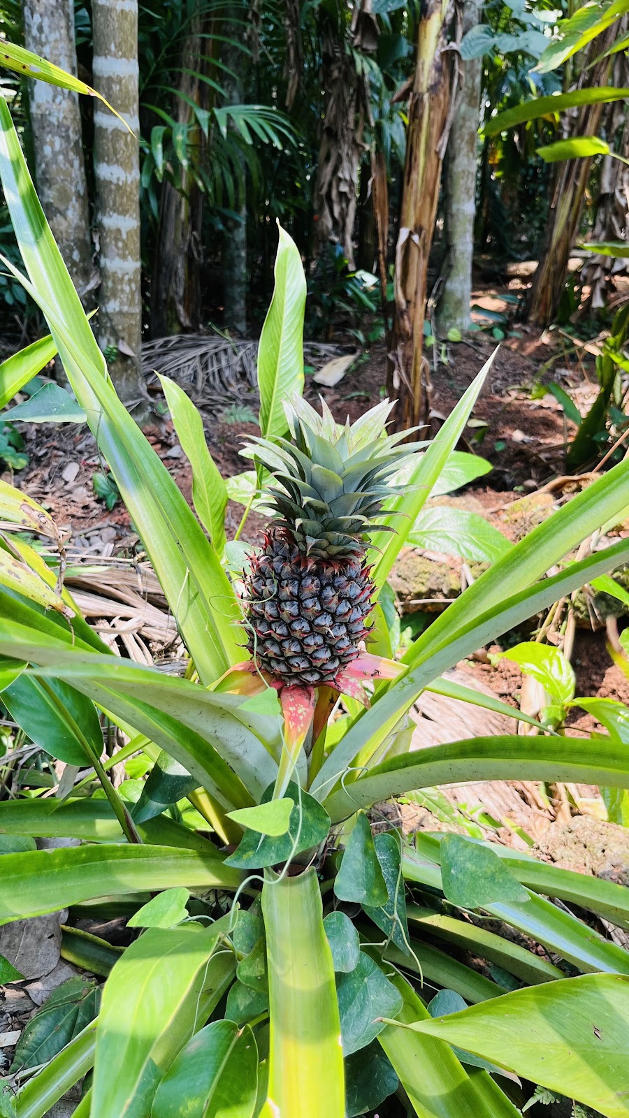 Spice Plantation Tour