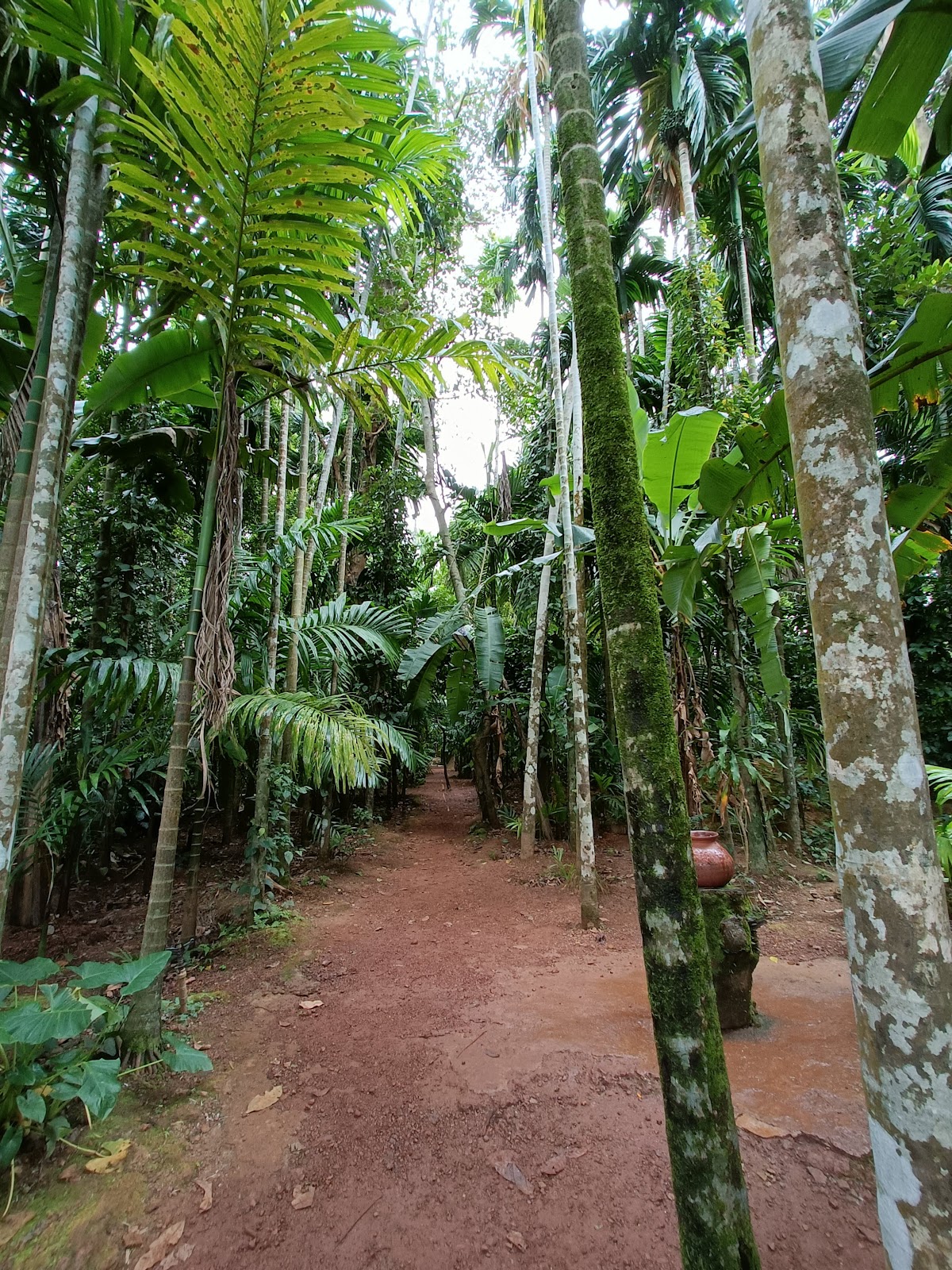 Spice Plantation Tour