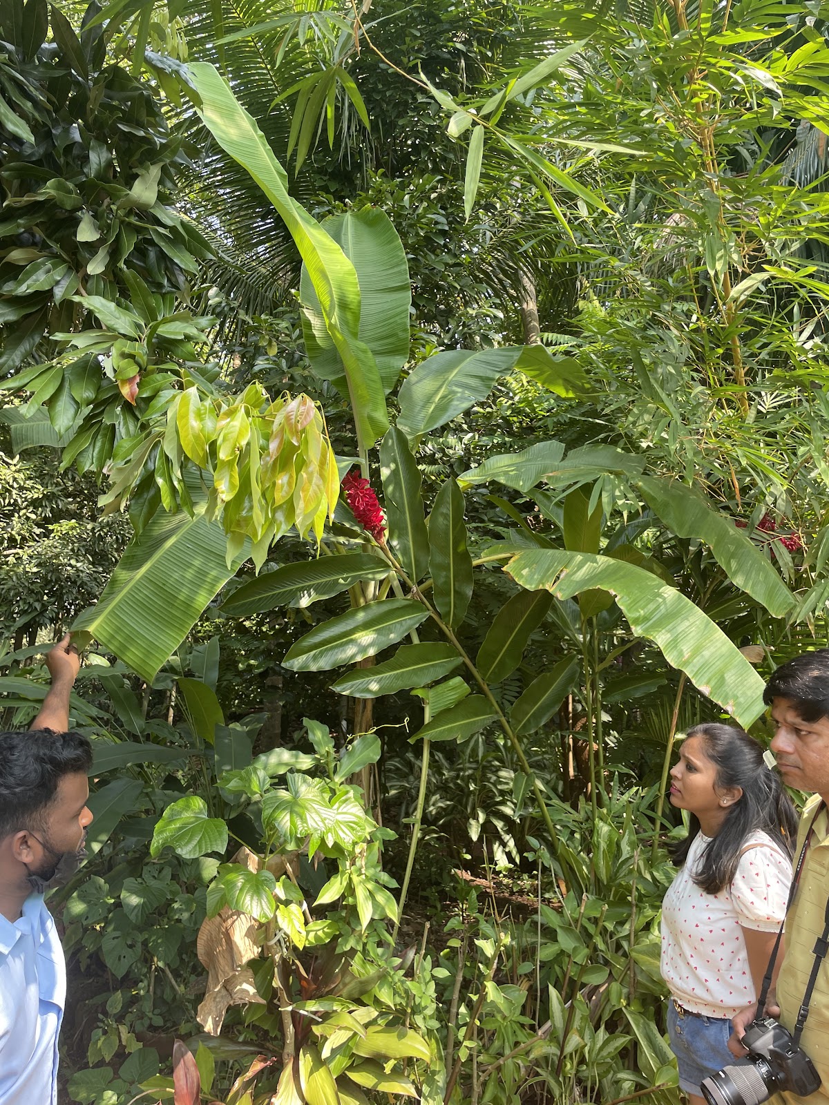 Spice Plantation Tour